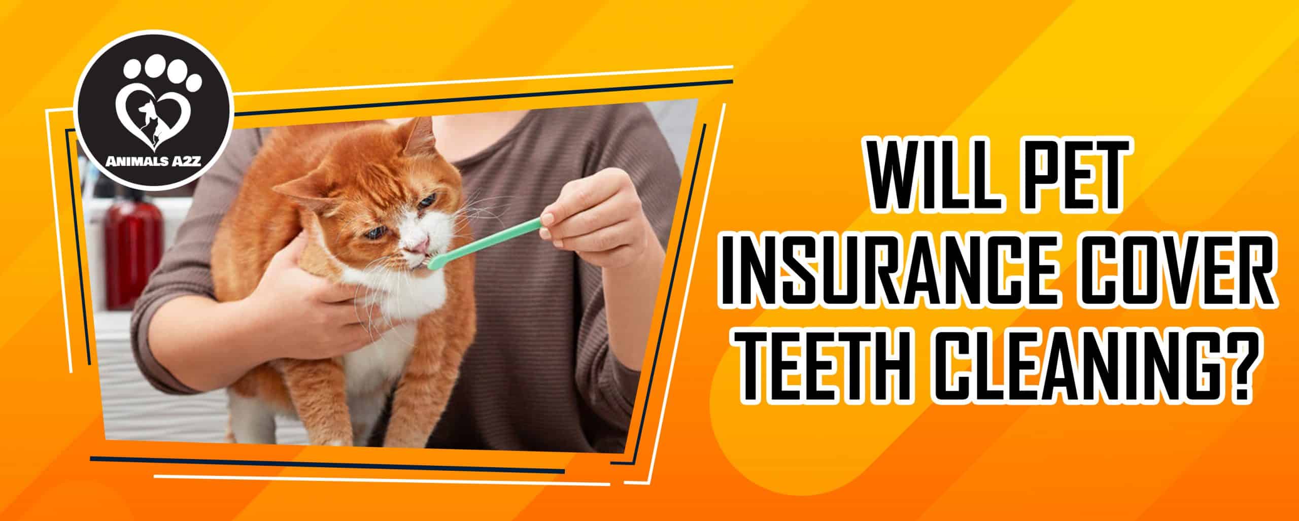 Wird die Zahnreinigung von Haustieren von der Versicherung übernommen?