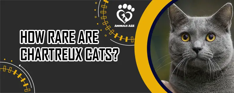 Wie selten sind Chartreux-Katzen?