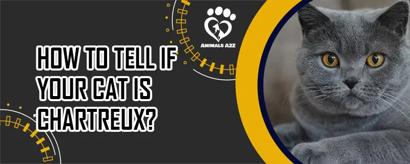 Woran erkennt man, dass Ihre Katze eine Chartreux ist?