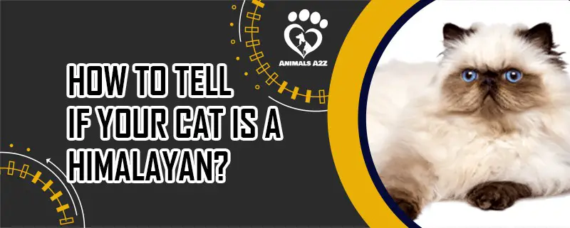 Wie Sie erkennen, ob Ihre Katze eine Himalayakatze ist