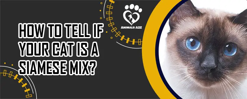 Wie Sie feststellen, ob Ihre Katze ein Siam-Mix ist