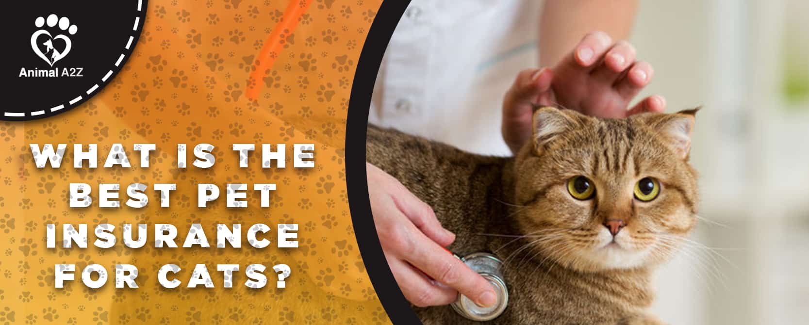 Was ist die beste Haustierversicherung für Katzen?