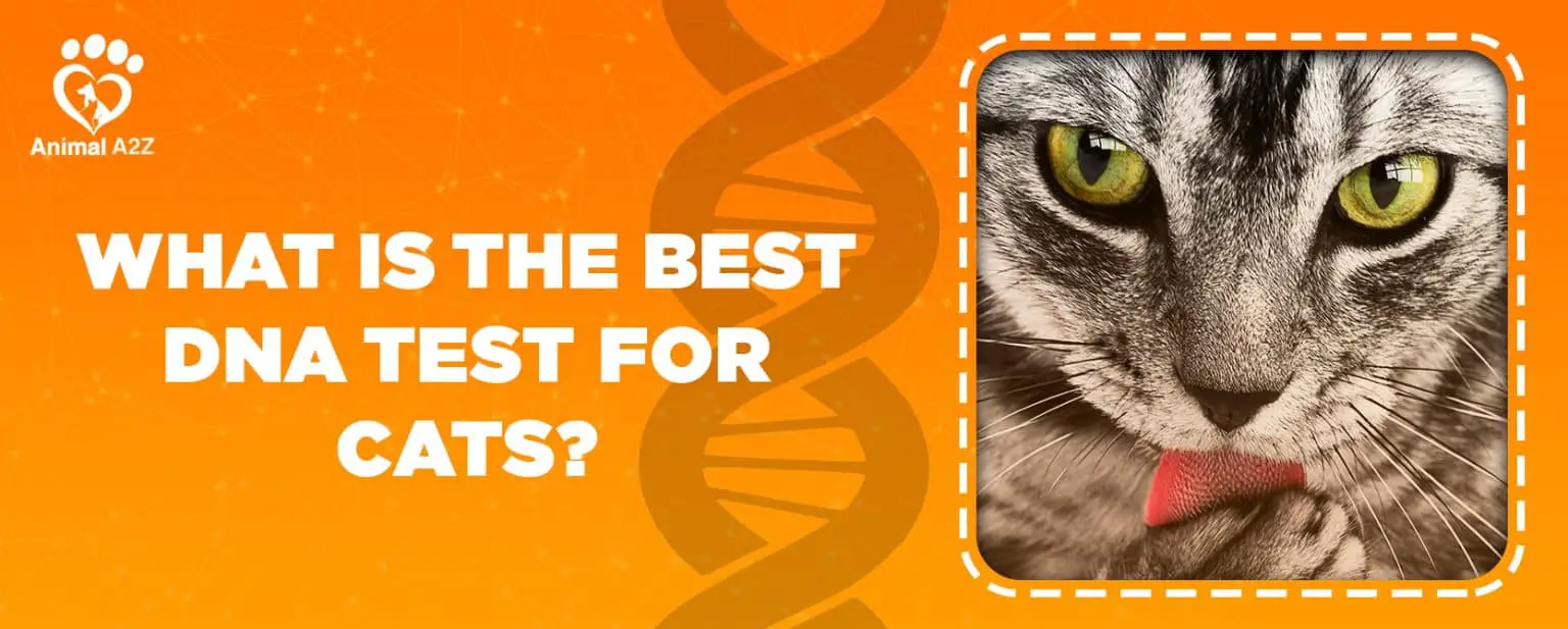 Was ist der beste DNATest für Katzen? [ Alle Infos ]