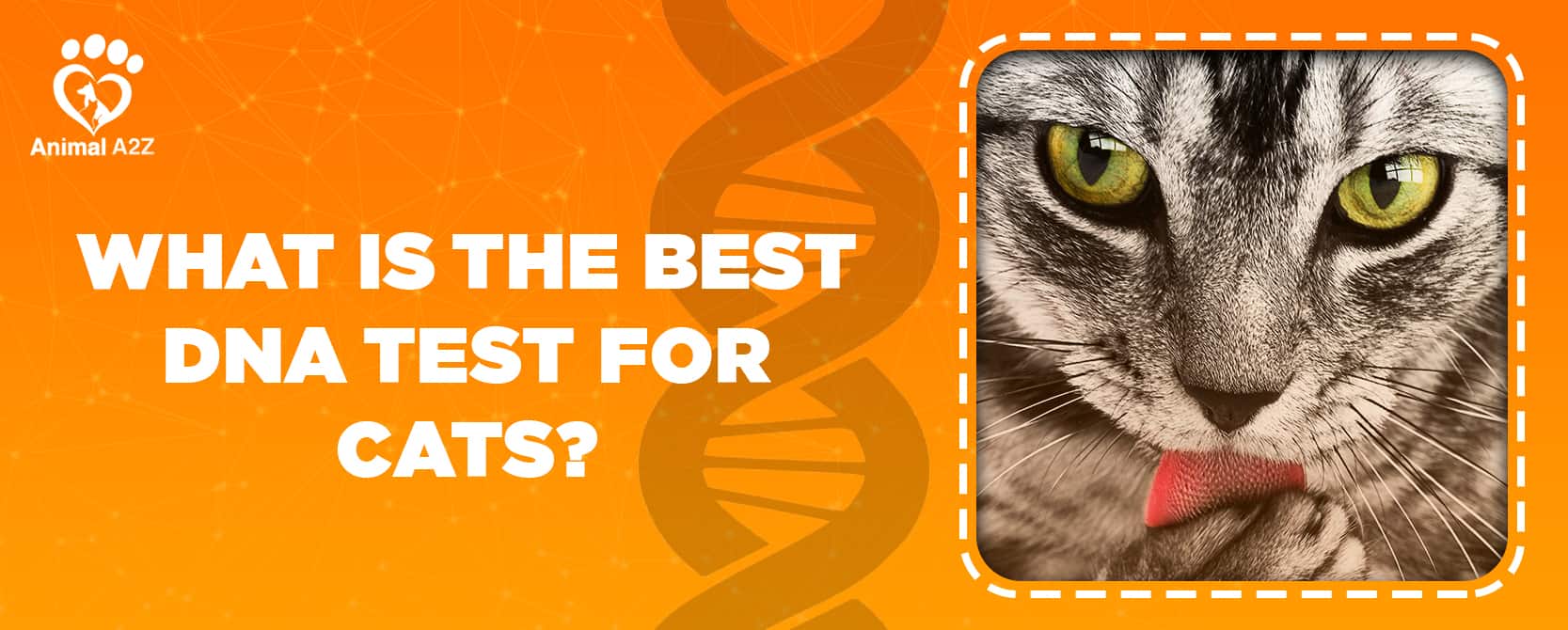 Was ist der beste DNA-Test für Katzen?