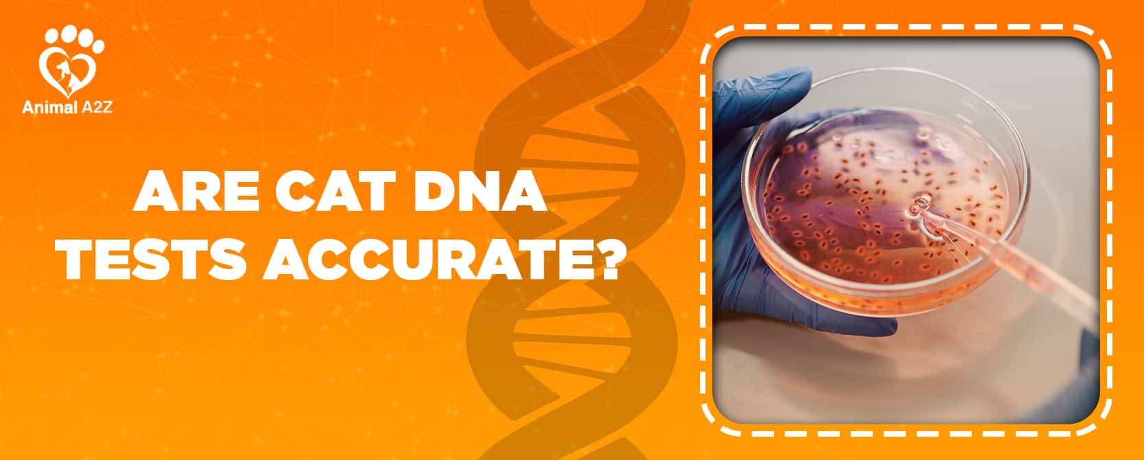 Sind Katzen-DNA-Tests genau?