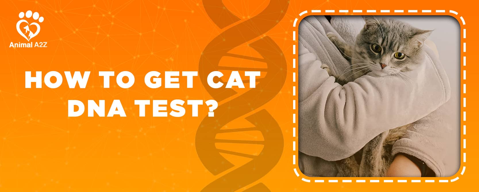 Wie man einen Katzen-DNA-Test macht